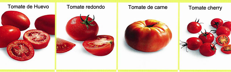 Cocinar pasta correctamente - Las principales variedades de tomates