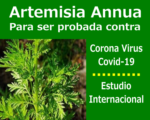 Artemisia-Annua-Corona-Virus